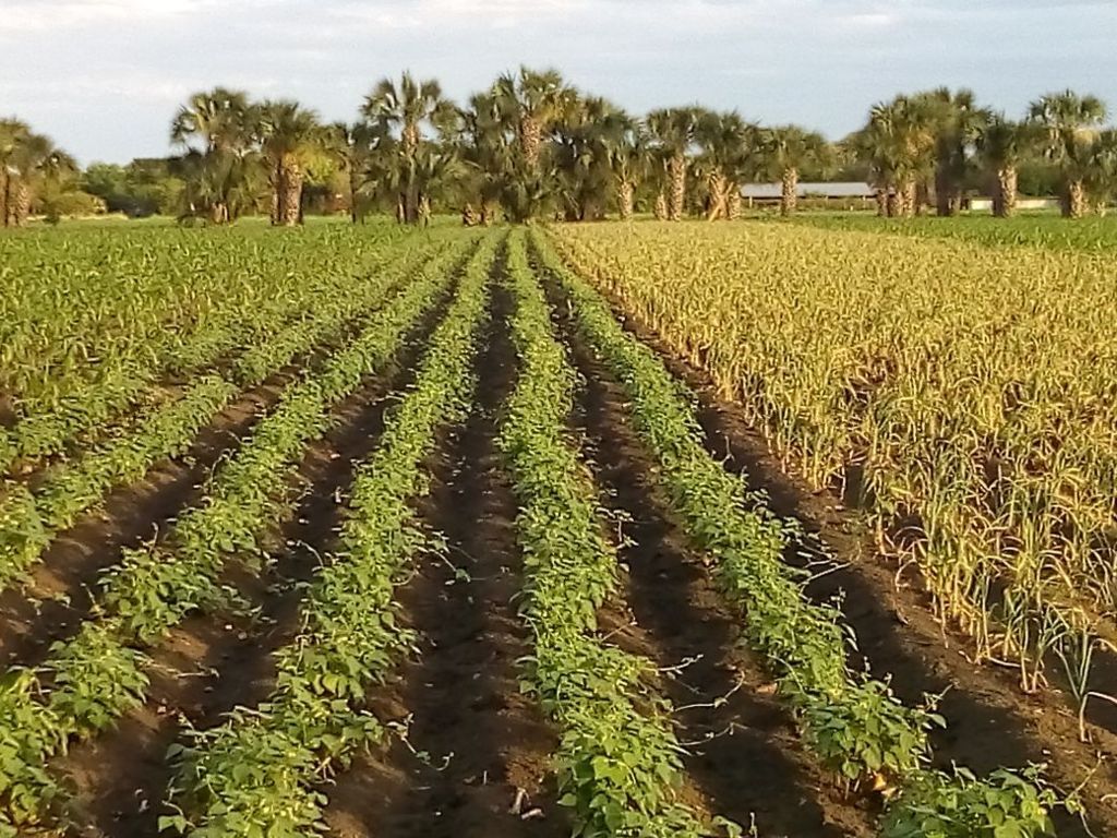 5 Lotes De Terreno con CERTIFI